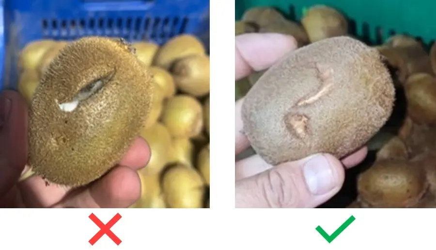 الکتروفاگر -11.webp