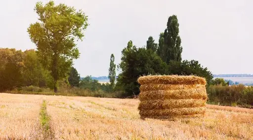 محصول تستی شماره دو